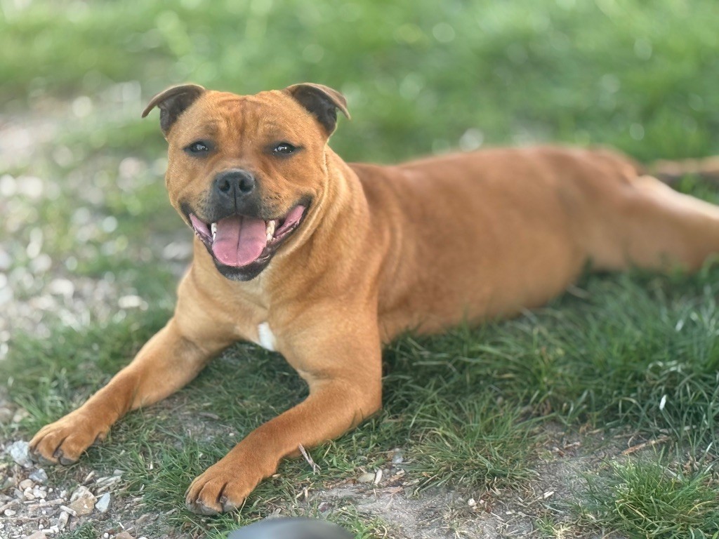 Vanilla cream De Matell's Family