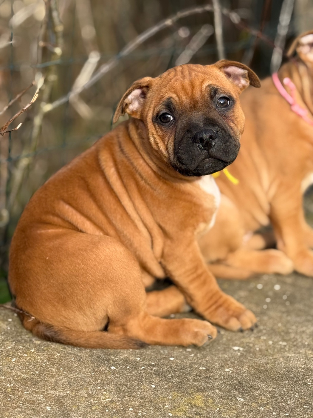 De Matell's Family - Chiots disponibles - Staffordshire Bull Terrier