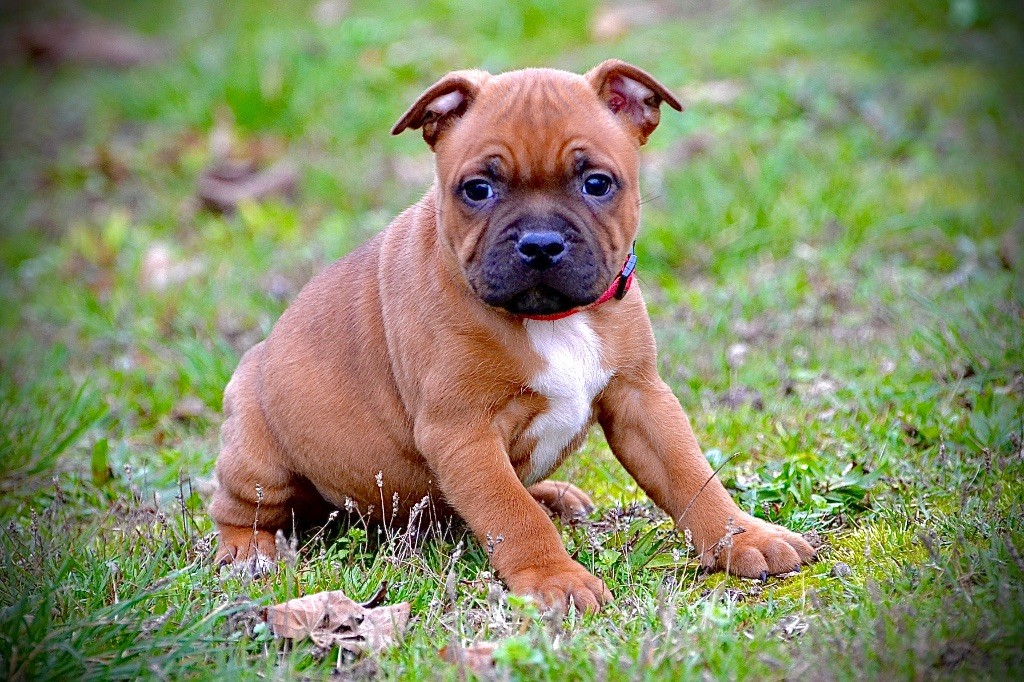 De Matell's Family - Chiots disponibles - Staffordshire Bull Terrier