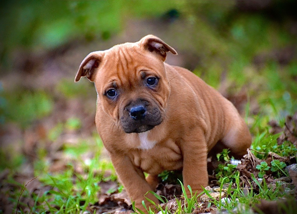 De Matell's Family - Chiots disponibles - Staffordshire Bull Terrier